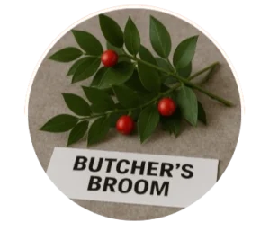 Butcher's Broom (Ruscus aculeatus)