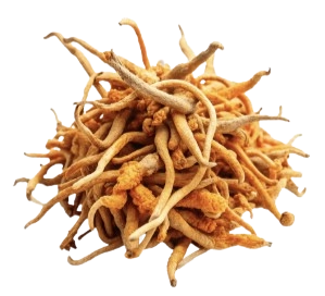 Cordyceps