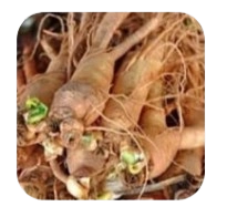 Eleuthero root