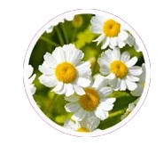 Feverfew Herb