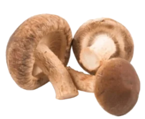 Lentinula