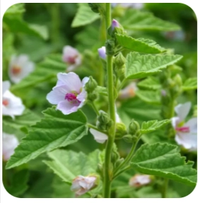 NerveCalm Ingredient - Althaea Officinalis