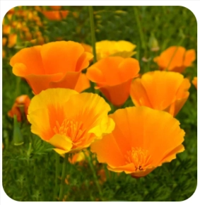 NerveCalm Ingredient - California Poppy Seed