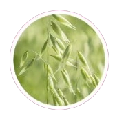Oat Straw