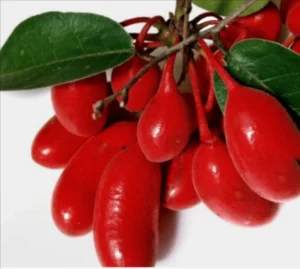 ProstaLite Uvaria Rufa Blume Extract
