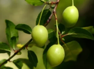 Pygeum Africanum 