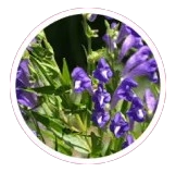 Skullcap Extract