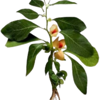 VivoGut Ingredient - Ashwagandha