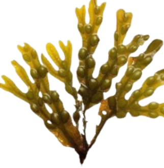 VivoGut Ingredient - Bladderwrack