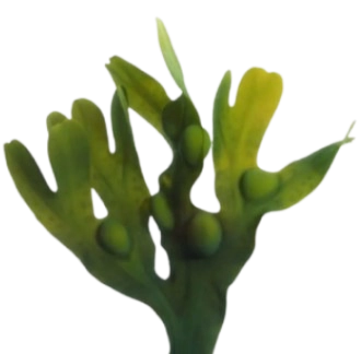 VivoGut Ingredient - Kelp