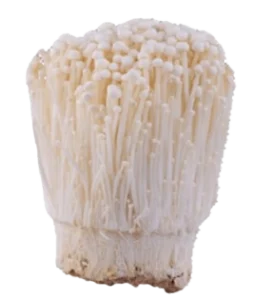 Yamabushitake